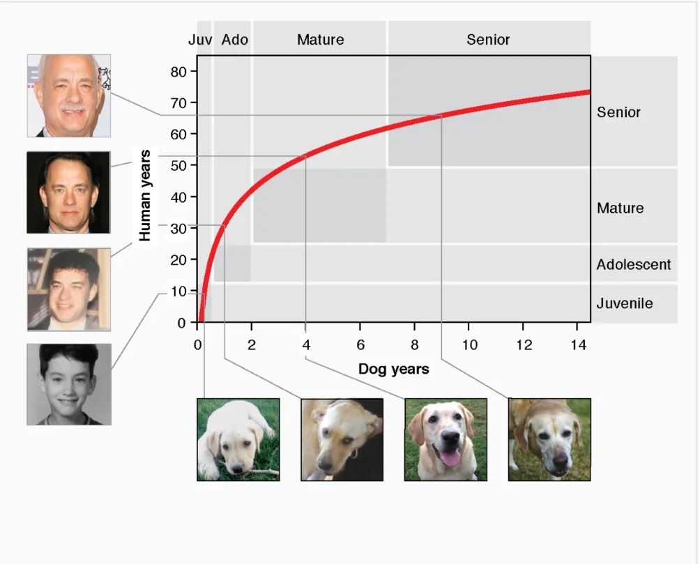 Dogs age in human years